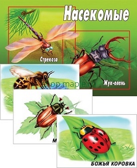Картинка Дем.-печатный материал Насекомые