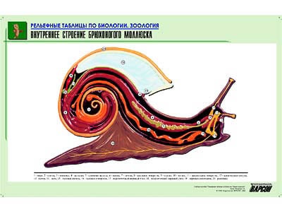Картинка Внутреннее строение брюхоногого моллюска