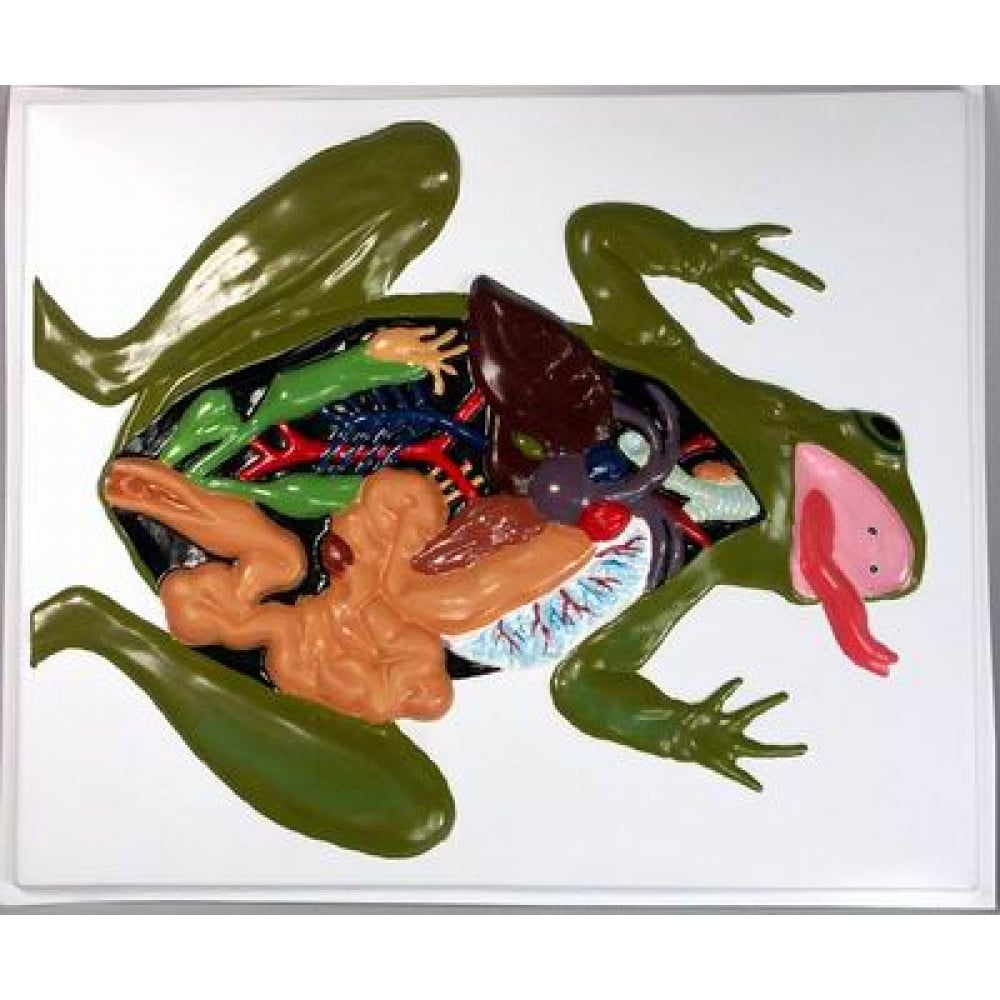 Картинка Внутреннее строение лягушки