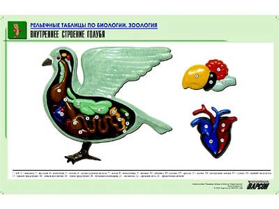 Картинка Внутреннее строение голубя