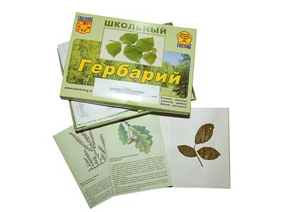 Картинка Гербарий Дикорастущие растения
