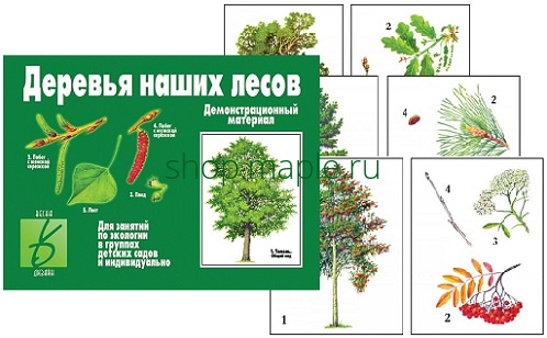 Картинка Дем.-печатный материал Деревья наших лесов